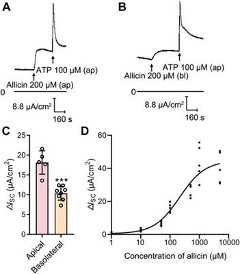 Allicin Facilitates Airway Surface Liquid Hydration by Activation of CFTR